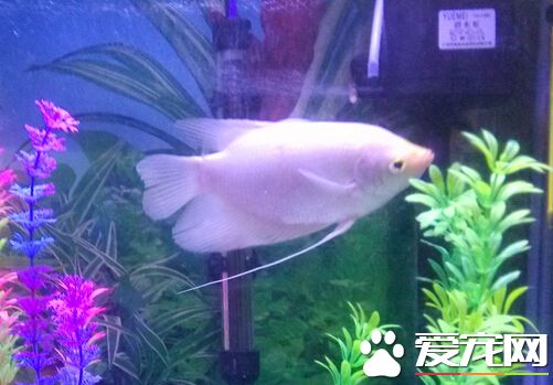 招财鱼起头 只有品种好的公鱼才能起头