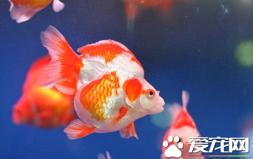 金鱼常见病害 金鱼病害的原因及预防的方法