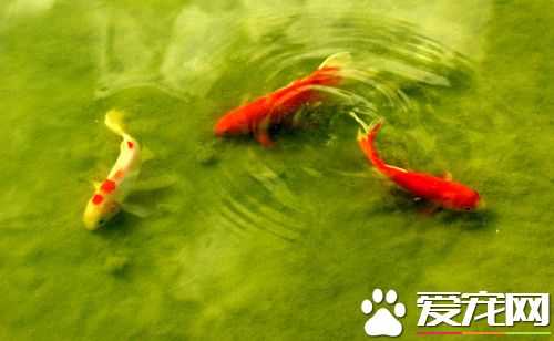 鱼类常见病害 常见鱼病害防治的方法