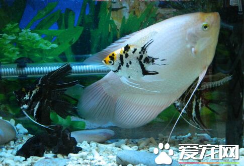 招财鱼嘴烂了怎么办 可选择药物治疗