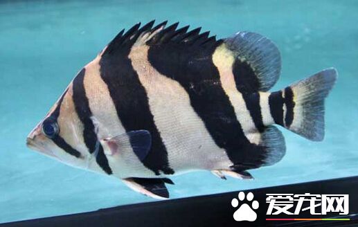 印尼虎鱼浮头 印尼虎鱼浮头的预防和治疗