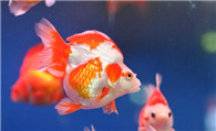 金鱼常见病害 金鱼病害的原因及预防的方法