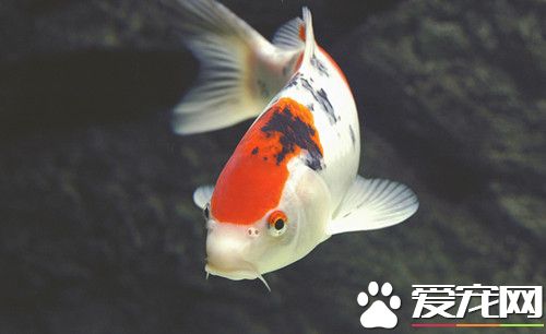 锦鲤常见病害 锦鲤病害的原因及预防方法