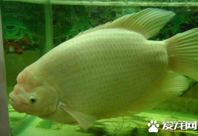 招财鱼鳍烂了怎么办 其治疗预防的方法