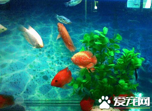 招财鱼对水温的要求 水质为酸性的软水