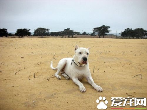 阿根廷杜高犬多少钱 价格一般都在2000元以上