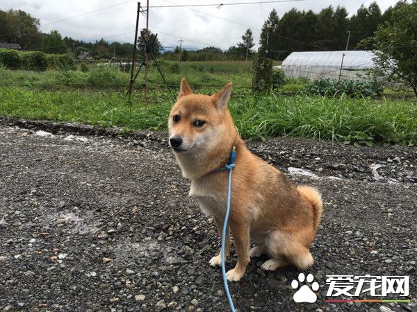 遛狗却忘了用牵绳 竟用网络线当牵绳用