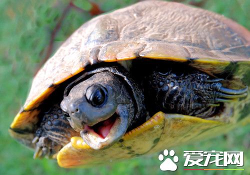 乌龟患病先兆 用手上下掂量龟时感觉非常轻