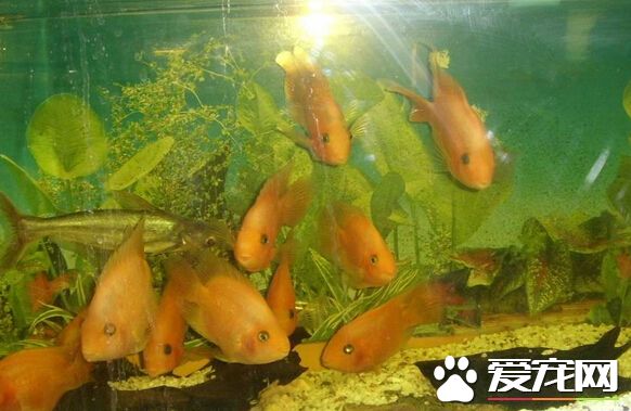 招财鱼身上红点 可能是水质不良造成的