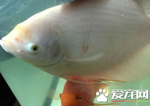 招财鱼受伤了怎么办 最好先把伤鱼隔离