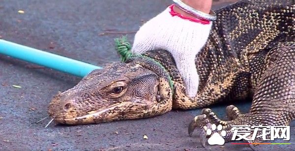 游泳像鳄鱼破坏花草 曼谷政府捕抓仑比尼公园泽巨蜥