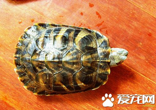 龟摩根氏变形杆蕾病 用5%食盐水浸泡每天1次