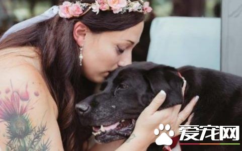 重病的拉布拉多最后振作 只为目睹女主人披上嫁衣
