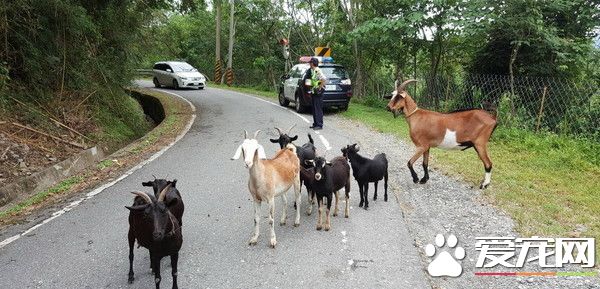 台东迷路山羊变路霸 主人现身才乖乖听话