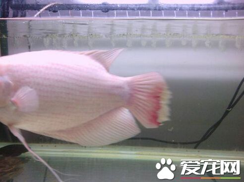 招财鱼烂尾用什么药 烂尾的治疗方法详解