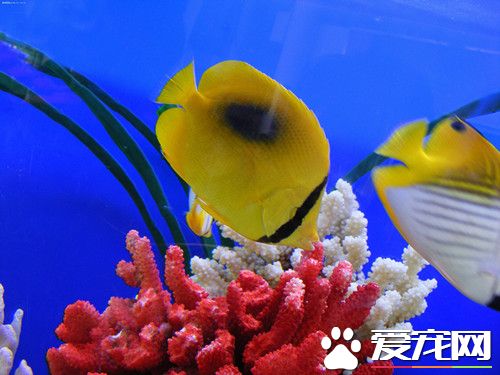 病鱼的特征及预防方法 发现鱼患病应及时诊断