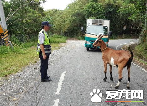 台东迷路山羊变路霸 主人现身才乖乖听话