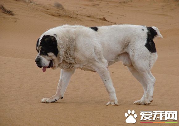 中亚牧羊犬多少钱一只 价格都在2000-3000元左右