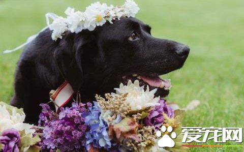 重病的拉布拉多最后振作 只为目睹女主人披上嫁衣