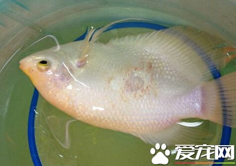 招财鱼烂鳍怎么治 烂鳍的预防和治疗