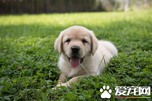 让宠物吃得更健康 业者推客制化饲料