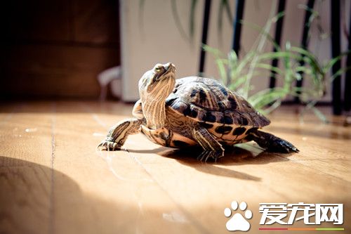 乌龟纤维肿瘤 乌龟纤维肿瘤症状及治疗方法