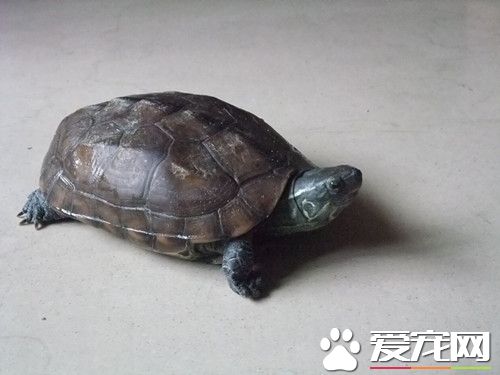 乌龟甲壳溃烂 乌龟甲壳溃烂症状及治疗方法