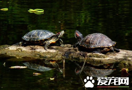 乌龟蚂蟥病 乌龟蚂蟥病的症状及治疗方法