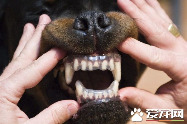 养流浪狗被反咬一口 江苏好心男染狂犬病死亡