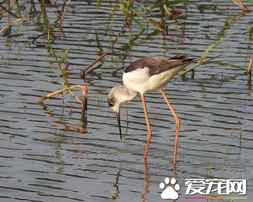 冬候鸟高跷鸻桃园沿海报到 优雅觅食动作百看不厌