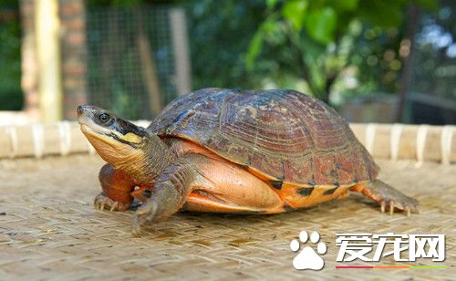 乌龟白斑病 乌龟白斑病的症状及治疗方法