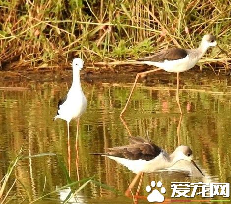 冬候鸟高跷鸻桃园沿海报到 优雅觅食动作百看不厌