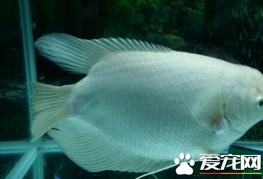 招财鱼烂尾是什么原因 由饲水不良引起