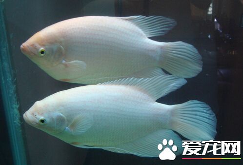 招财鱼养几条最好 一般养一条就可以了