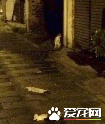幼猫惨遭割喉横尸街头 伤心母猫迟迟不肯离去
