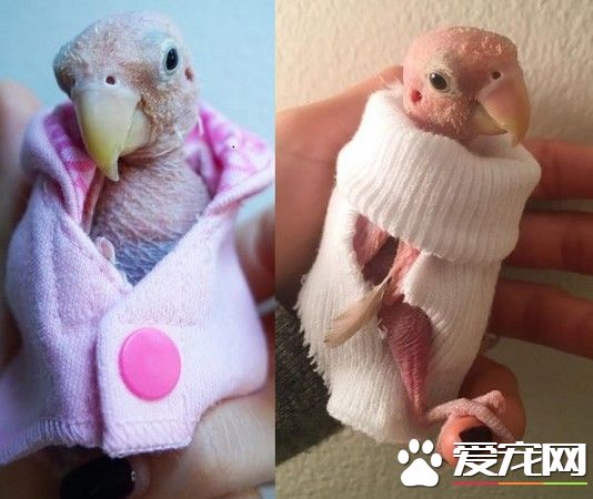 染鹦鹉喙羽毛病害全身无毛 暖心网友送毛衣