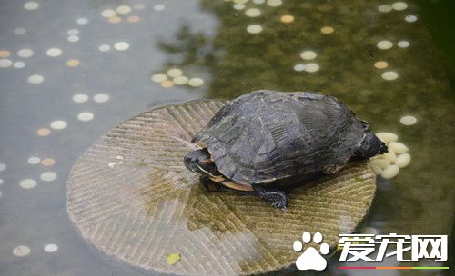 乌龟呼吸道感染 治疗过程中应提高环境温度