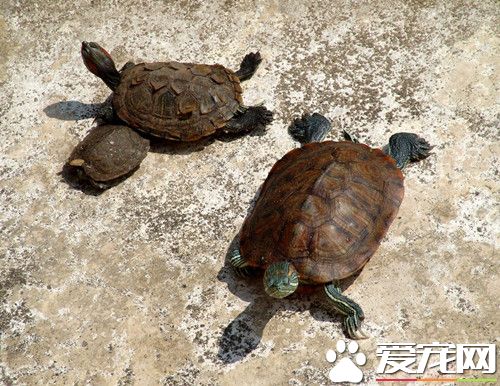 乌龟体内寄生虫 乌龟体内寄生虫治疗方法