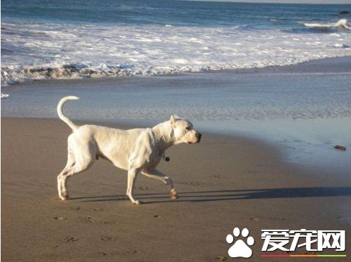 杜高犬怎么训练 杜高犬训练需要注意事项