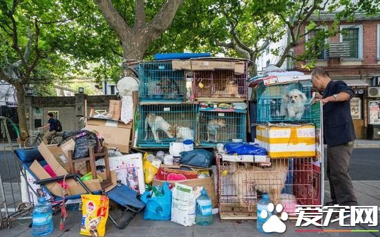 上海大叔离家拾荒住大街 乐当3000隻浪犬爸爸