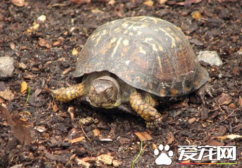 乌龟蜱等寄生虫 龟体表面肉眼能直接看到虫体