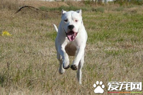 阿根廷杜高犬会咬人吗 杜高犬不喜欢被人拍头