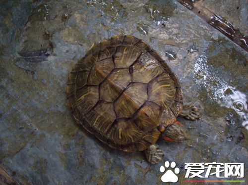 乌龟败血症 败血症早期肌肉需要注射链霉素