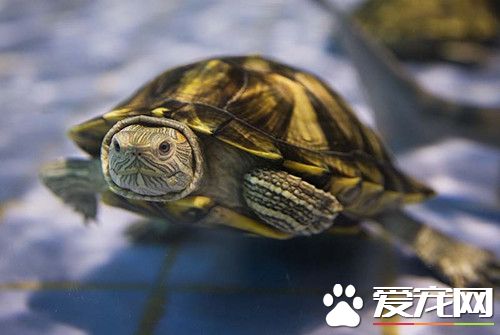 乌龟鳃腺炎 温室饲养的稚幼龟发病率较高