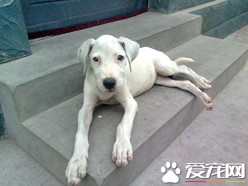 杜高犬多少钱一只 杜高犬幼犬价格在8000元左右