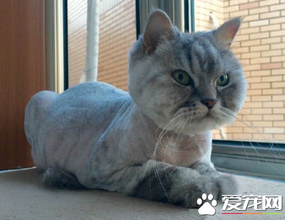 剃毛以后感受到了猫主子的愤怒