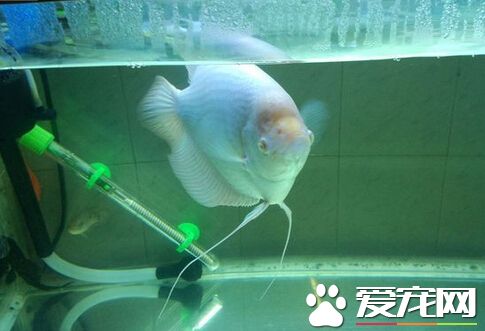 招财鱼凸眼 带大家了解招财鱼的突眼病