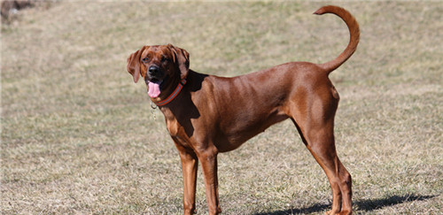 红骨猎浣熊犬