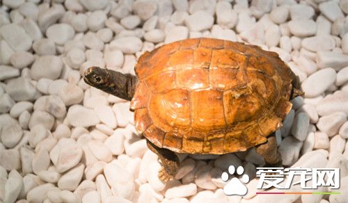 乌龟佝偻病 让龟生活于有自然光的环境中