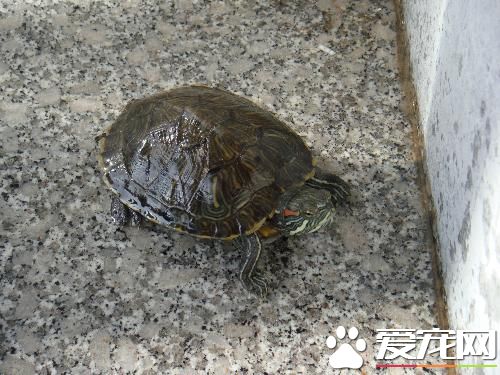 乌龟中耳炎 环境温度应保持在25℃以上